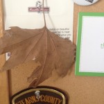 Leaf from Tree of Hippocrates