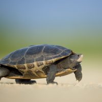 SGEM#198: Better Slow Down – Push vs. Short Infusion of Low Dose Ketamine for Pain in the Emergency Department